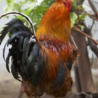 Cómo manejar los gallos en el gallinero