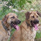 Los mejores 10 alimentos para perros de razas grandes