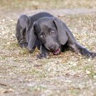 Sinais de que um cachorro possa ter sofrido uma concussão