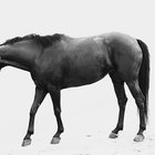 Síntomas de una infección o disfunción renal en caballos