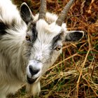 Cómo utilizar el antiparasitario Ivomec en cabras