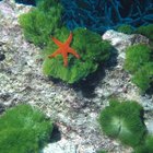 Como alimentar uma estrela do mar em um aquário de água salgada