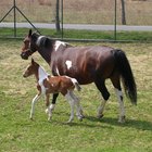 Etapas del embarazo en los caballos