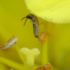 ¿Qué insecticida debería usar para matar tijeretas?