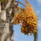 Cómo hacer crecer un árbol de dátil de una semilla