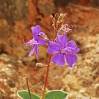 Definición de filamento de flor