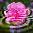 Las flores que se pueden sumergir en el agua