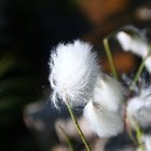 Flax (Linum usitatissimum)