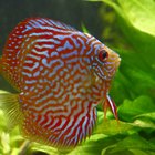 Cómo diferenciar visualmente entre peces disco macho y hembra