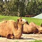 Cómo hacer un disfraz de camello