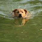 ¿Cuál es la forma más rápida de limpiar una piscina con un problema grave de algas?