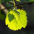 Como preservar folhas de uva na salmoura