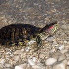 Cómo viven y crecen las tortugas