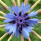 How to Mix Colors to Make Cornflower Blue