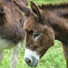 ¿Cuál es la diferencia entre las mulas y los burros? 