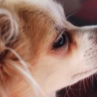 Cuáles son algunos signos del embarazo de un Chihuahua