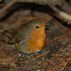 Differences Between Male and Female American Robins