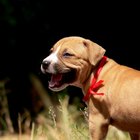 Tratamiento natural para pulgas y garrapatas en cachorros
