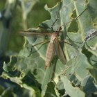 Repelente de insectos orgánico casero con ajo y vinagre