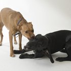 Cómo entrenar a un cachorro mezclado entre pit bull y labrador 