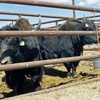 Tipo de portones para ranchos