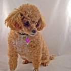 Porque  a los perros Poodle miniatura les dan convulsiones?