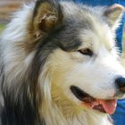 Características del lobo blanco del ártico y el siberiano husky mezcla