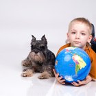 Como certificar a un perro o gato para terapia