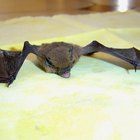 Síntomas de rabia en murciélagos