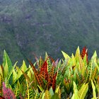 En la planta tropical crotón ¿por qué las hojas comienzan a secarse y se caen de la planta?