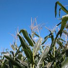 Las etapas de crecimiento del maíz dulce (choclo)