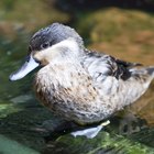 Cómo cuidar de un pato en tu casa