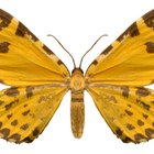 Quais as causas para haver mariposas em sua casa?