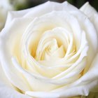 ¿Qué representa una rosa blanca?