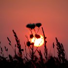 Cómo realizar un ritual de solsticio de verano