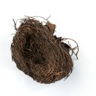 ¿Qué es la sopa de nido de golondrina?
