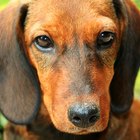Reacciones alérgicas de los perros al tratamiento contra pulgas y garrapatas