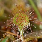 ¿Qué tipo de agua funciona mejor para las plantas?