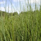 Como plantar o trigo sarraceno
