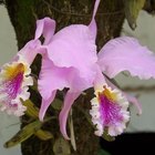 ¿Qué hacer con una orquídea después de que las flores se caen?