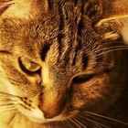 Medicamentos caseiros para gatos com sangue nas fezes