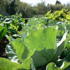 ¿Qué vegetales crecen en lugares con sombra parcial?