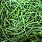 Background Of Fresh Organic Green And Yellow Beans