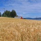 Diferencias entre la avena y la cebada