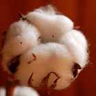 Cómo plantar algodón 