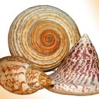 Ideas para decorar con conchas de mar