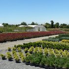 Nombres de algunas plantas de vivero