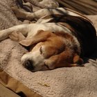 Medicamentos naturais para cães com hipotireoidismo