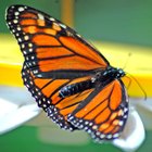 Qual a diferença entre a borboleta monarca macho e fêmea