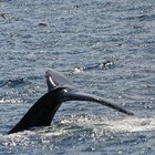 ¿Para qué son utilizadas las ballenas en la actualidad?